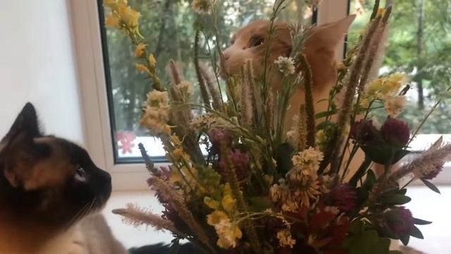Мои любимые Бася и Буся #доралюкс #cat #кошки #няшка #любовь