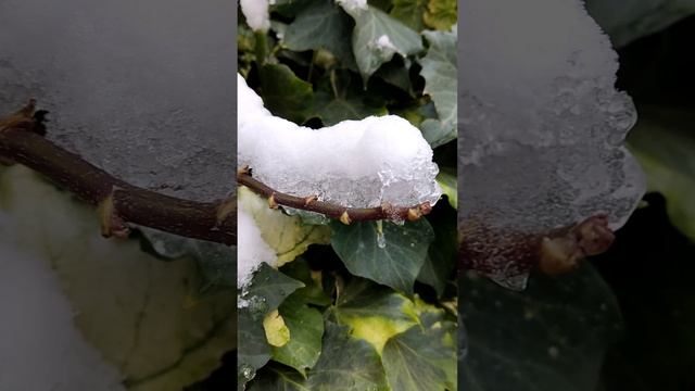 Ялта 💖💖💖 Плющ под снегом 🌿❄️
