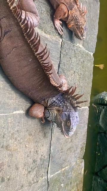 Trying to pet a varan 😅👀