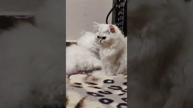 персидская серебристая шиншилла классическая. сестры