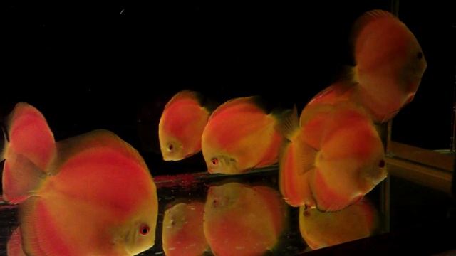 My Red Melon Discus fishes