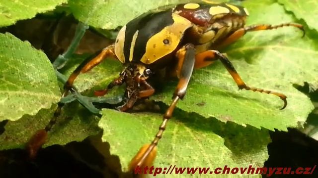 Cheirolasia burkei