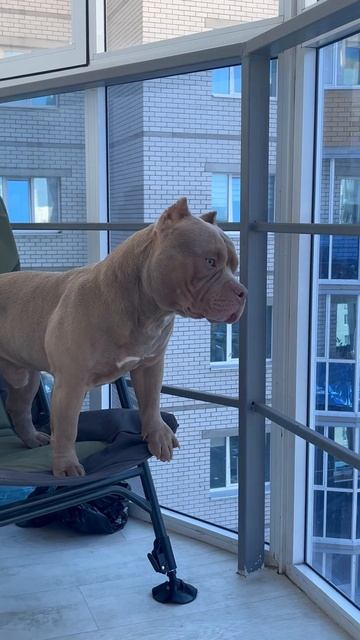 Амбулли Рой волнуется #americanbully #американскийбулли #булли #смешныеживотные
