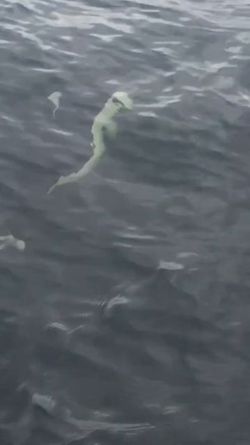 Killer Whales or Alaska's Porpoise under our boat? Out fishing for Salmon near Ketchikan. #shorts