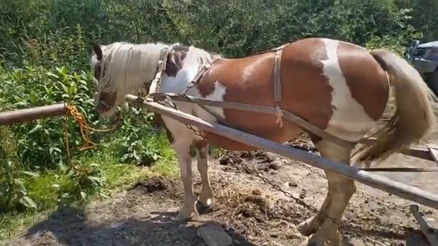 Що спільного між гуцулками і париж@нками? Як жили гуцули .Багато несподіванок Подорож  скелі Довбуш