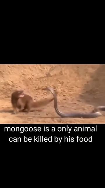 పాముvsముంగిస ఏది గెలుస్తుంది?|who will win in Mongoose vs snake fight