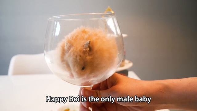 Handsome Hamsters | Father and Son