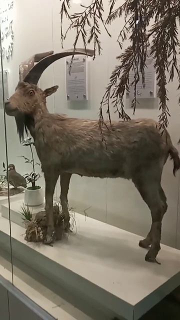 Deer statue, Animal lovers, zoo, Museum, chitral gilgit, Hilly area, predator and domestic ہرن