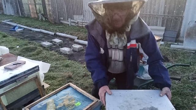20.01.2025Стимуляция маток после выпуска из изолятора.20.01.2025г