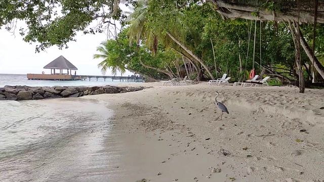 2022 Мальдивы цапля