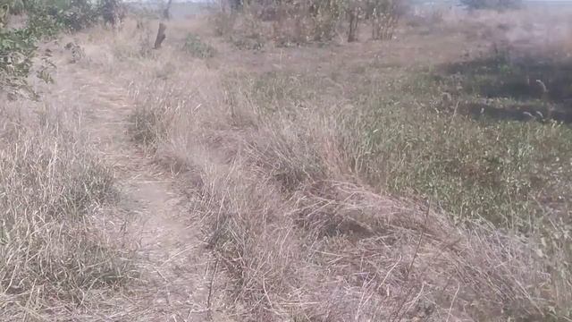 Природа яблоня речка