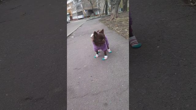 Лучик на прогулке