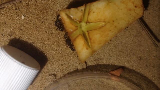 Formica fusca colony feeding on apple and mealworms