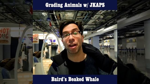 Baird's Beaked Whale - A Super Rare Mad Hunted Deep Sea Toothed Whale!