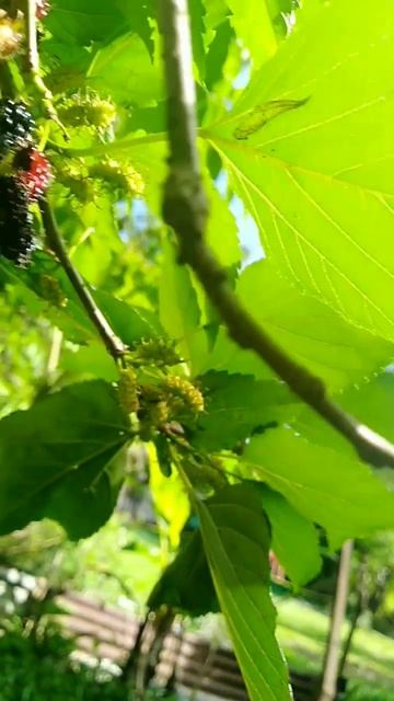 mulberries in province