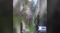 Canto da cigarra ( Cicadoidea )