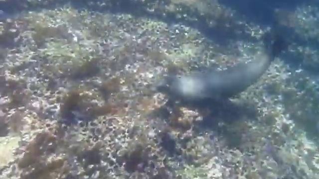 Snorkling with Sea Lions in Galapagos
