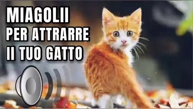 Gatto che miagola | Suoni per attrarre gatti - Prod. By "A Quattro Zampe"