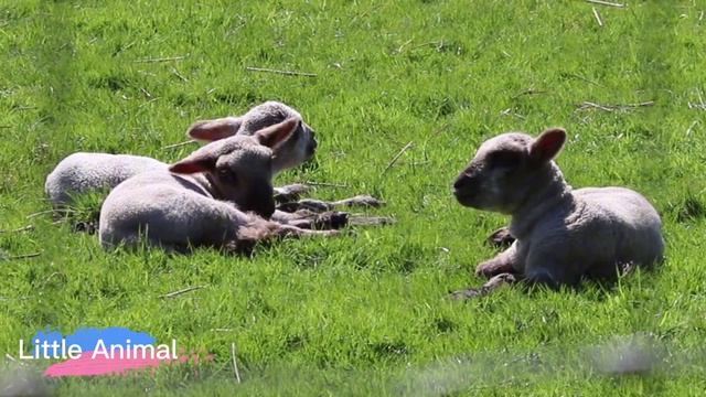 Cute Little Farm Animal Sounds - Chimpanzee, Lion, Parrot, Panda, Leopard - Music For Relax