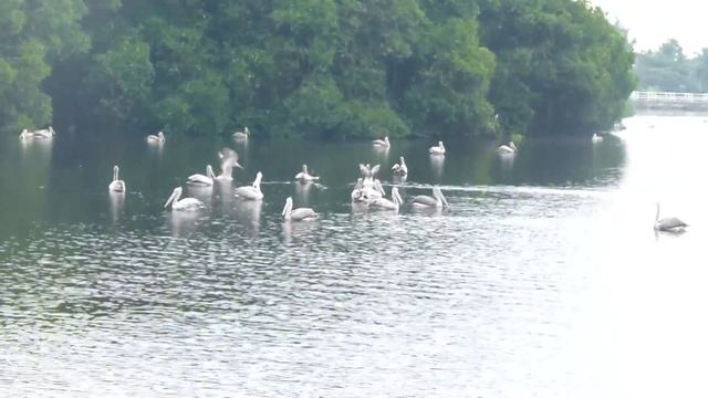 Pelican Parade