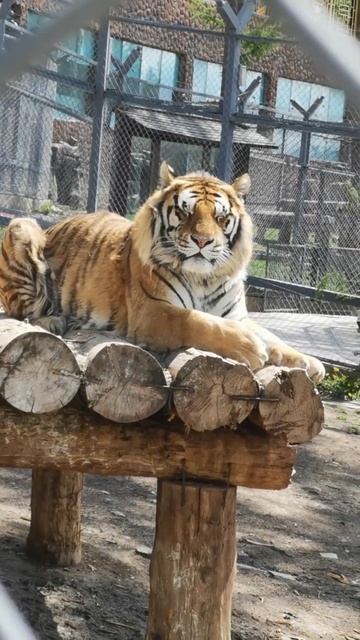 Big Beautiful Tiger #Shorts