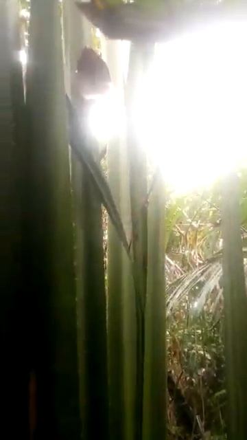 Lygodactylus Williamsi in the wild Tanzania