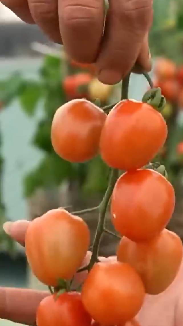 🍅Выращивание томатов при помощи ФИТИЛЬНОГО ПОЛИВА! #shorts #garden #советы