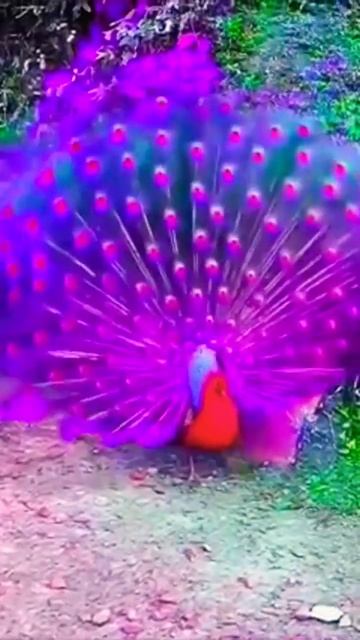peacock different colors #shortvideo #ytshorts #beautiful_seen #trendingvideo #peacocks