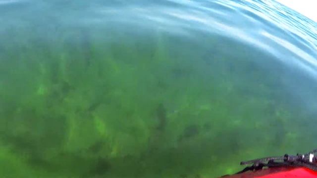Harmless ctenophores moon jellies at Race Point Cape Cod