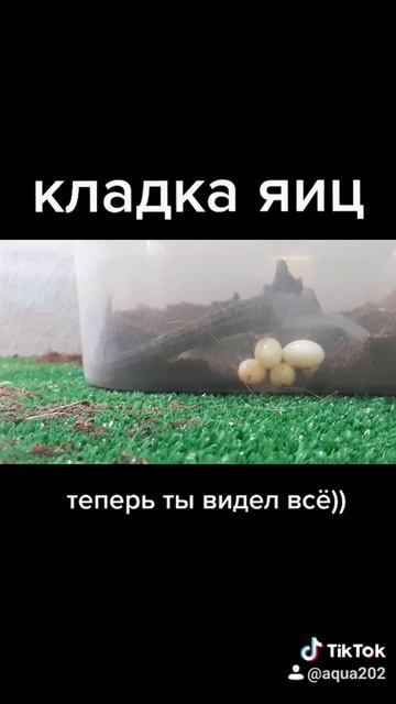 Хамелеон, кладка яиц