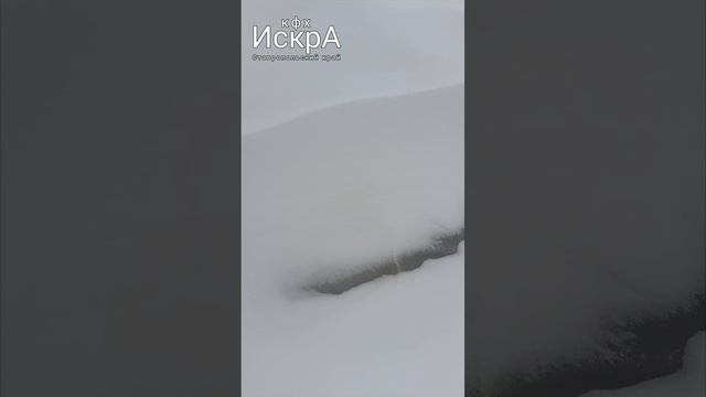 Снег на теплицах. 19.02.25 - HD 720p