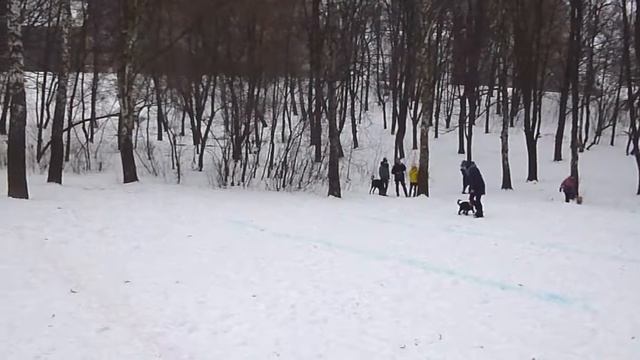 Мария Батченко и Кэрри. Питч энд Гоу. 21.01.2017