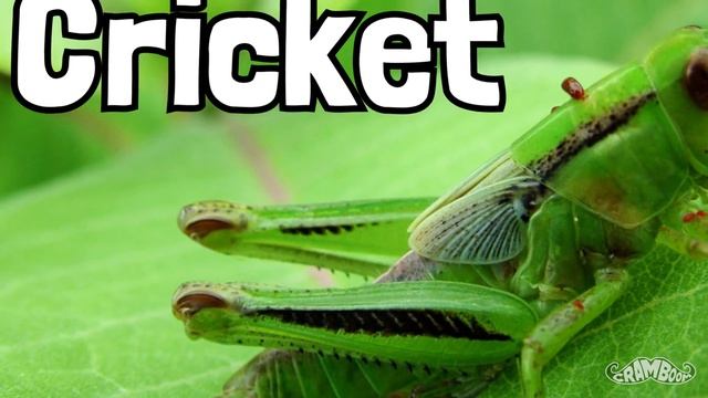 Musical Houseflies?
