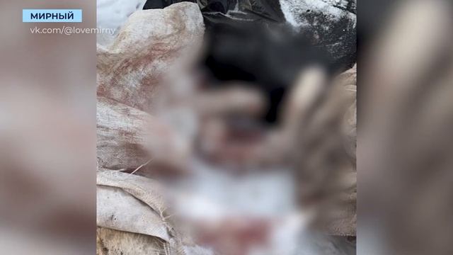 Тела собак на Чернышевском шоссе в Мирном ждали кремации