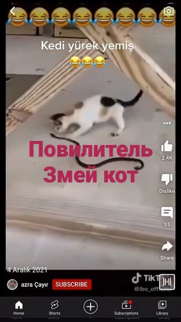 Повелитель  Змей Кот Убийца Змей #Shorts