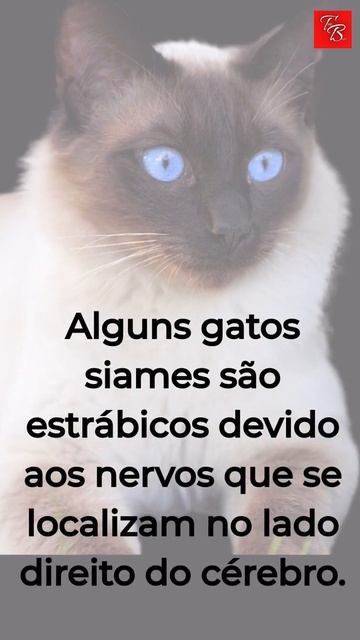 + 10 CURIOSIDADES SOBRE OS GATOS    #Shorts