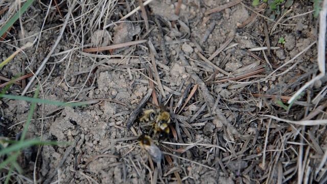 Colletes cunicularius mating ball