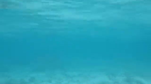 Whiptail & Feathertail Stingrays