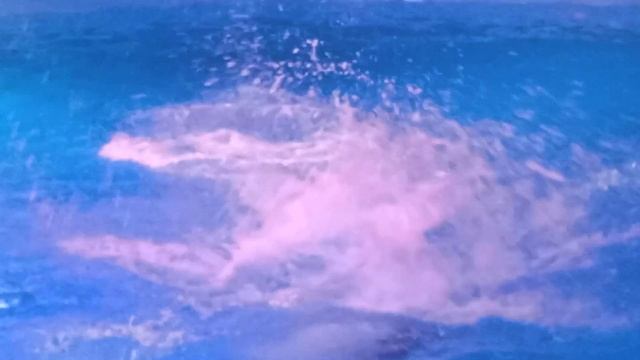 Дельфинарий. Новосибирск(1)