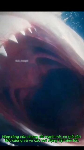 CÁ MẬP MEGALADON THỜI TIỀN SỬ #xuhuong #funny #trending#viralvideo #youtubeshorts #shorts #video