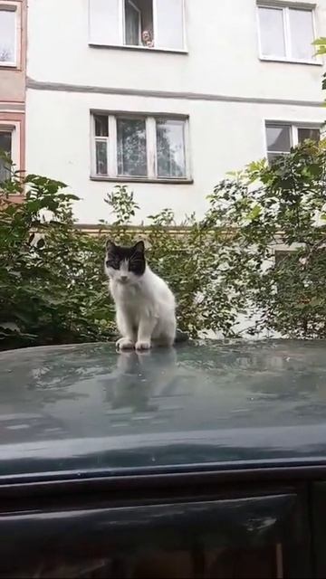 Говорливый Котик на Машине