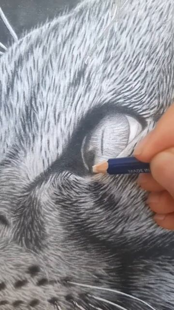 كيف ترسم انعكاس الضوء في عين القطه رسم احترافي #shorts