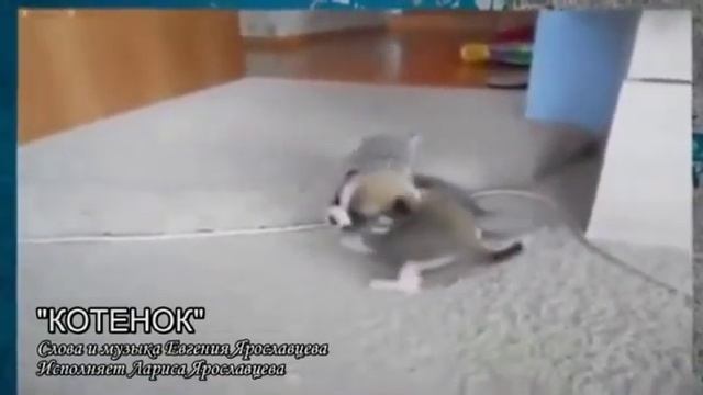 Котёнок