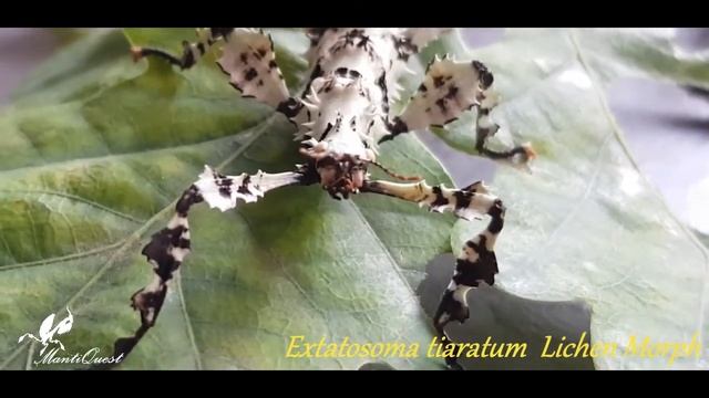 Extatosoma tiaratum, straszyk australijski, lichen morph