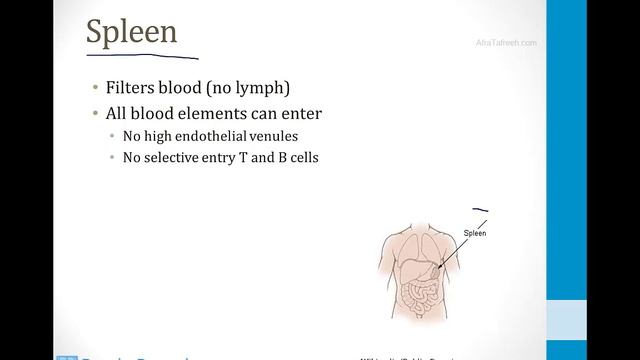 Immunology - 1. Basic Immunology - 5.Lymph Nodes and Spleen atf