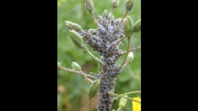 مكافحة حشره من الدراق الاخضر  The green peach aphid myzus persicae