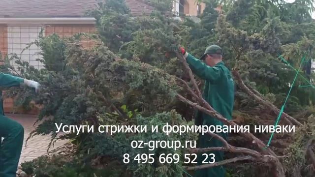 Услуги стрижки и формирование Ниваки. Выезд Агрономов по Москве и Подмосковью. Звоните сейчас!