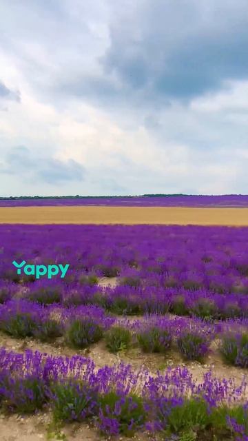 Лавандовое поле. Крым