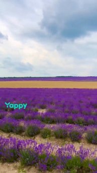 Лавандовое поле. Крым