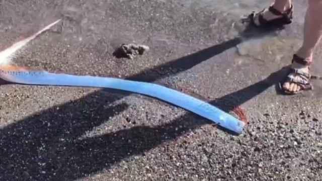 👉Очередная рыба судного дня была выброшена на берег-В ОПИСАНИЕ👈